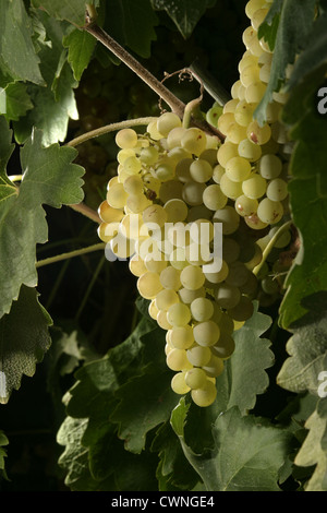 Bild: Steve Race - Macabeo Trauben reifen in den Weinbergen in der Nähe von Asco, Spanien. Stockfoto