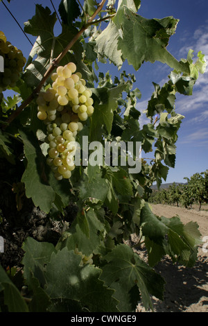 Bild: Steve Race - Macabeo Trauben reifen in den Weinbergen in der Nähe von Asco, Spanien. Stockfoto