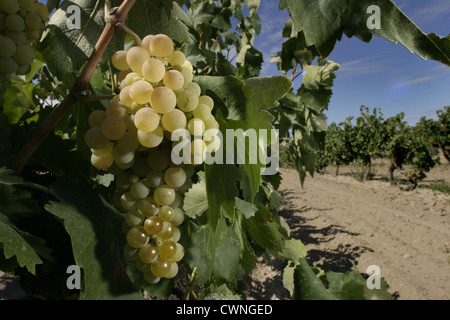 Bild: Steve Race - Macabeo Trauben reifen in den Weinbergen in der Nähe von Asco, Spanien. Stockfoto