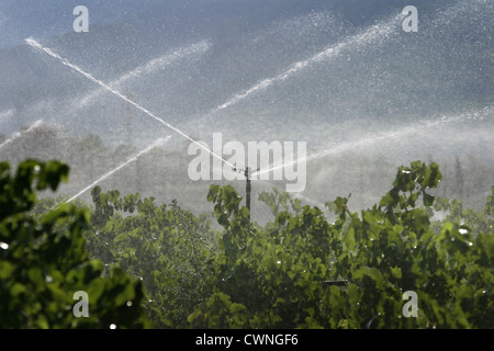 Bild: Steve Race - Bewässerung Macabeo Trauben in den Weinbergen in der Nähe von Asco, Spanien. Stockfoto