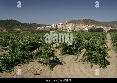 Bild: Steve Race - Macabeo Reben in den Weinbergen in der Nähe von Asco, Spanien. Stockfoto