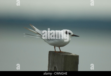 Forster Seeschwalbe (Sterna Forsteri) auf einem Pfosten Stockfoto