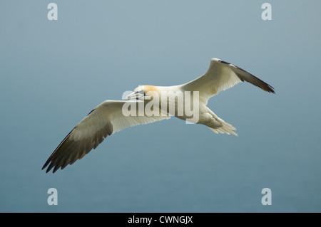 Basstölpel (Morus Bassanus) während des Fluges in Bempton Cliffs, Yorkshire Stockfoto