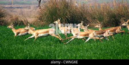 Eine Gruppe von weiblichen Blackbuck laufen unisono über Felder am Rande eines Waldes in Indien 5. Februar 2012. Stockfoto