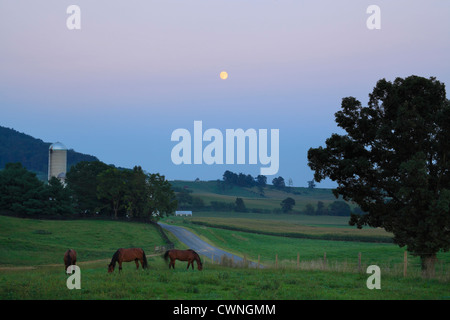 Pferde grasen bei Mondaufgang in der Nähe von Dayton im Shenandoah Valley of Virginia, USA Stockfoto