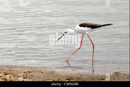 Schwarz geflügelte Stelzenläufer (gemeinsame Stelzenläufer, Pied Stilt); Himantopus Himantopus, Selous Game Reserve, Tansania Afrika Stockfoto