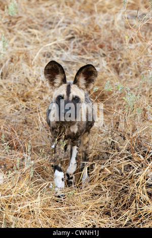 Ein junger Afrikanischer Wildhund Welpe, Lycaon pictus, Selous Game Reserve Tansania Afrika Stockfoto