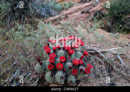 Echinocereus Triglochidiatus Claret Cup Kaktus Igel rote Blumen Kaktusblüte Wüste Pflanze Blüte Blüte Stockfoto