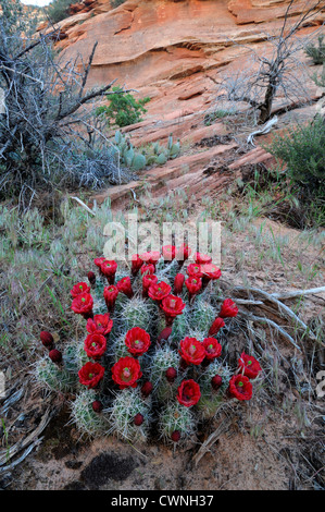 Echinocereus Triglochidiatus Claret Cup Kaktus Igel rote Blumen Kaktusblüte Wüste Pflanze Blüte Blüte Stockfoto