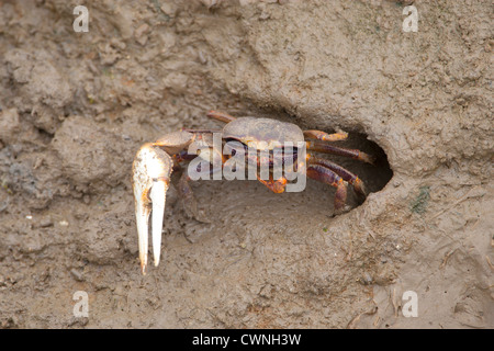 UCA Pugnax - Fiedlerkrabbe Kommunikation durch winken der Klaue als es ergibt sich aus seiner Höhle bei Ebbe Stockfoto