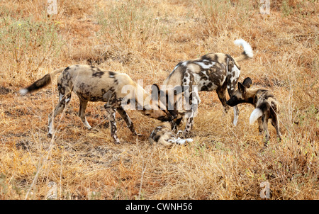 Erwachsene und junge Afrikanische Wildhunde (Lycaon pictus), das Selous Game Reserve Tansania Afrika Stockfoto