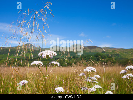 Nördlichen Sommer, Blumen des Feldes Stockfoto