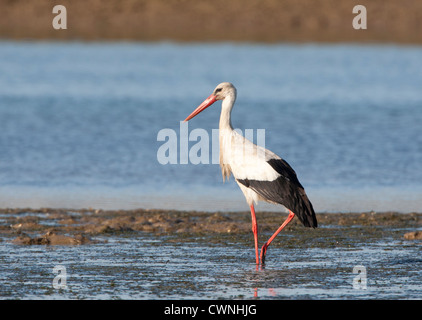 Ciconia Ciconia - Weißstorch-Jagd in Feuchtgebieten Stockfoto