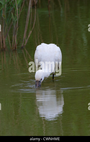 Platalea Leucorodia - Löffler in Feuchtgebieten Fütterung Stockfoto