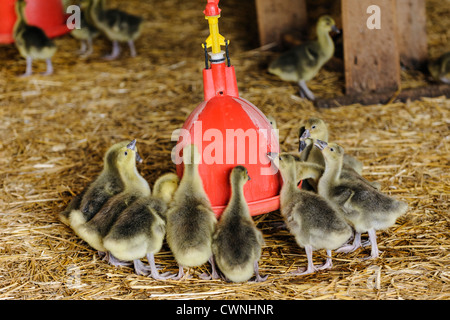 Junge Gänse (Gänsel) Essen, Domme, Dordogne, Aquitaine, Frankreich Stockfoto