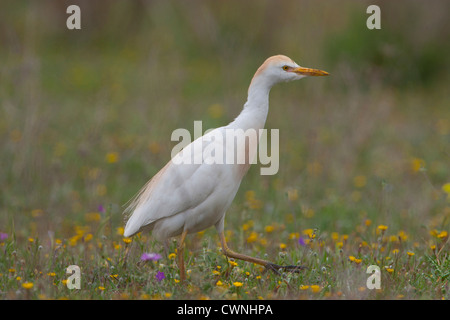 Bubulcus Ibis - Kuhreiher stehend in einer bunten Sommerwiese Stockfoto