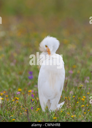 Bubulcus Ibis - Kuhreiher putzen in einer bunten Sommerwiese Stockfoto