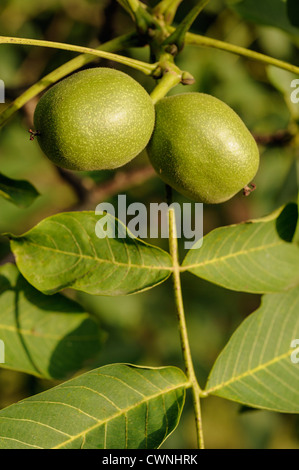 Gemeinsamen Walnuss, Juglans Regia, Dordogne, Frankreich Stockfoto