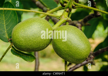 Gemeinsamen Walnuss, Juglans Regia, Dordogne, Frankreich Stockfoto