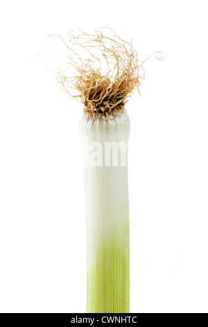 Lauch (Allium Ampeloprasum) auf 100 % weißen Hintergrund isoliert Stockfoto
