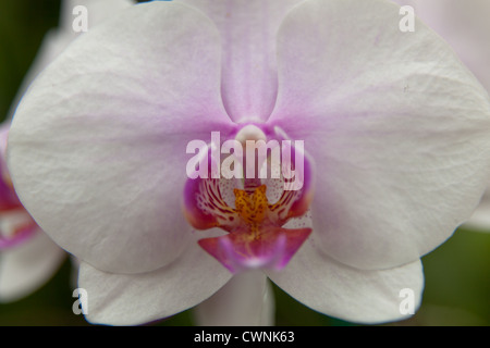 Nahaufnahme von eine weiße Orchidee Stockfoto