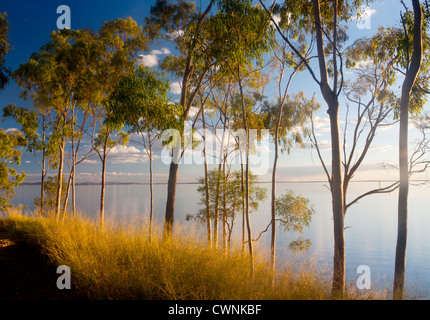 Eukalyptus / gum Bäumen am Ufer des Lake Maraboon bei Sonnenuntergang in der Nähe von Emerald-Queensland-Australien Stockfoto