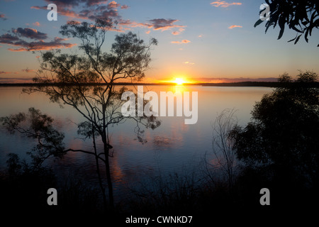 Eukalyptus / gum Bäumen am Ufer des Lake Maraboon bei Sonnenuntergang in der Nähe von Emerald-Queensland-Australien Stockfoto