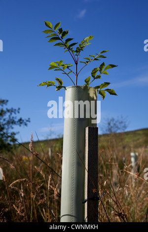 Frühling Wachstum Erlensapling. Junge Bäume im Blatt, geschützt durch Plastikröhren, wächst in der Forstwirtschaft Plantation, North Yorkshire Moors, Garsdale, Großbritannien Stockfoto