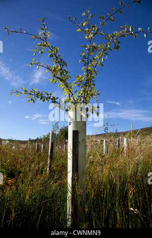 Weißdorn. Junge Bäume im Blatt, durch Plastic tree Rohre geschützt, in der Forstwirtschaft Plantage, North Yorkshire Moors, Garsdale, UK wachsende Stockfoto