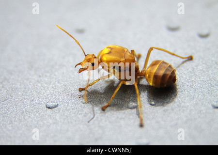 Weaver Ant Makro - Nahaufnahme Schuss Stockfoto