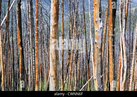Verbrannter Wald im Yellowstone-Nationalpark, Wyoming, USA Stockfoto