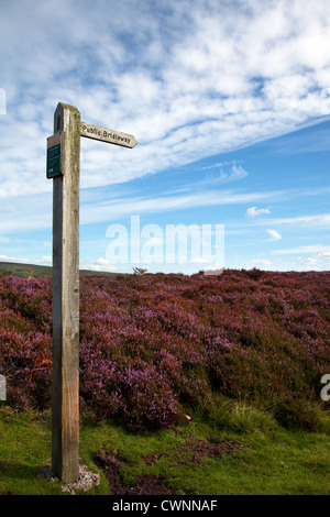 Redmire und Grinton Heidelandschaft zu Reeth; Herbst in der North Yorkshire Dales, Richmondshire, Großbritannien Stockfoto