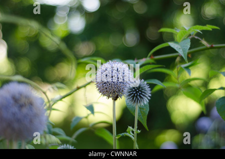 Die lila, sphärische, geometrischen Blumen der Welt Distel - Echinops setifer Stockfoto