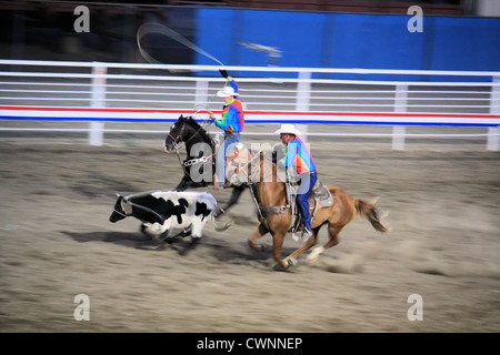 Team roping, Cody Nite Rodeo, Cody, Wyoming, USA Stockfoto