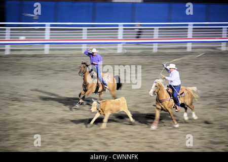 Team roping, Cody Nite Rodeo, Cody, Wyoming, USA Stockfoto