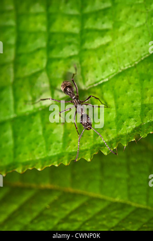 Schwarze Ameise am Rande des grünen Blattes Stockfoto