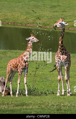 Zwei junge Giraffen Stockfoto