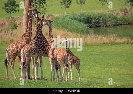 Giraffen Essen Stockfoto