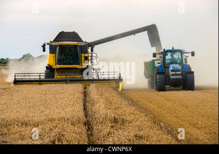 Holland CX8060 kombinieren Mähdrescher im Weizenfeld Stockfoto
