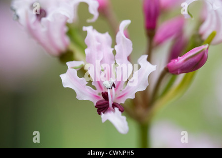 Nerine Filifolia. Nahaufnahme einer Nerine Blume wächst in einer geschützten Umgebung. Stockfoto