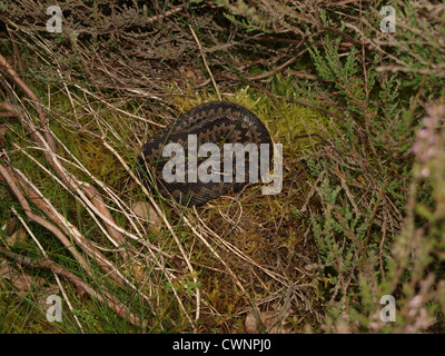 Addierer oder gemeinsame Viper. UK Stockfoto