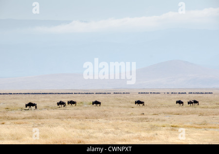 NGORONGORO-KRATER, Tansania – Gnus sammeln sich in Gruppen auf dem weitläufigen Boden des Ngorongoro-Kraters im Ngorongoro-Schutzgebiet. Der Krater, der von einer alten vulkanischen Caldera gebildet wurde, dient als natürliches Gehege, das das ganze Jahr über verschiedene Tierpopulationen unterstützt. Das Naturschutzgebiet liegt im Norden Tansanias und ist Teil der berühmten nördlichen Safari-Strecke des Landes. Das einzigartige Ökosystem des Kraters unterstützt eine der dichtesten Konzentrationen an Großsäugetieren in Afrika. Das Naturschutzgebiet Ngorongoro, das sowohl zum UNESCO-Weltkulturerbe als auch zum Biosphärenreservat gehört, umfasst das Gebiet Stockfoto