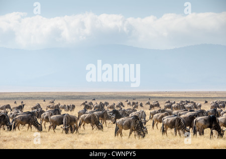 Gnus Herde weidet Ngorongoro-Krater Tansania / NGORONGORO-NATURSCHUTZGEBIET, Tansania — Eine Herde von Gnus weidet die trockene Savanne auf dem Boden des Ngorongoro-Kraters. Der entfernte Kamm markiert den Rand der weltweit größten intakten, unüberfluteten vulkanischen Caldera. Die mineralreichen vulkanischen Böden dieses eingeschlossenen Beckens produzieren sehr nahrhafte kurze Gräser, die das ganze Jahr über eine Bevölkerung von etwa 25.000 Großtieren halten und während der jährlichen Serengeti-Migration auch vorübergehende Herden anziehen. Stockfoto