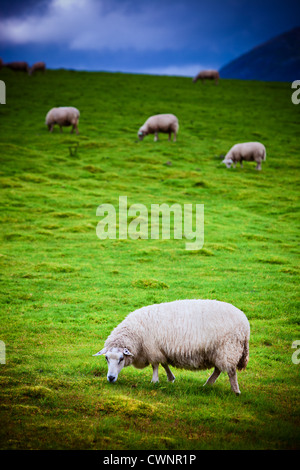 Schafe auf der Weide. Norwegen-Landschaft. Fokus auf Vordergrund Schafe. Stockfoto