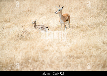 NGORONGORO-KRATER, Tansania – Thomson-Gazellen am Ngorongoro-Krater im Ngorongoro Conservation Area, Teil von Tansanias nördlichem Kreis von Nationalparks und Naturschutzgebieten. Stockfoto