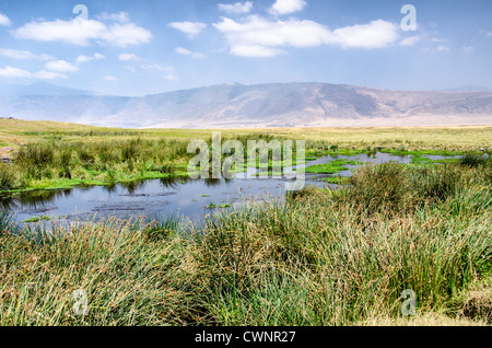 NGORONGORO-KRATER, Tansania – Ein kleines Wasserloch am Ngorongoro-Krater im Ngorongoro Conservation Area, Teil von Tansanias nördlichem Kreis von Nationalparks und Naturschutzgebieten. Stockfoto