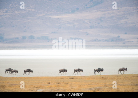 NGORONGORO-KRATER, Tansania – Gnus spazieren am Salzsee (Magadi-See) am Ngorongoro-Krater im Ngorongoro-Naturschutzgebiet, Teil des nördlichen Tansania-Rundkreises von Nationalparks und Naturschutzgebieten. Stockfoto