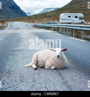 Schafe auf Straße in Norwegen Stockfoto