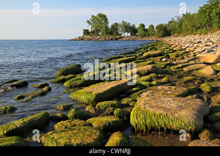 Lake Ontario mit grünen Algen auf Deponie Betonsteine mit niedrigem Wasserstand wegen des Mangels an Regen und heißem Wetter Stockfoto