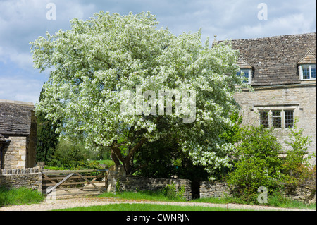 Birnbaum in Blüte und traditionellen Cotswold Steinhaus im malerischen Dorf von Southtrop in den Cotswolds, Gloucestershire, UK Stockfoto